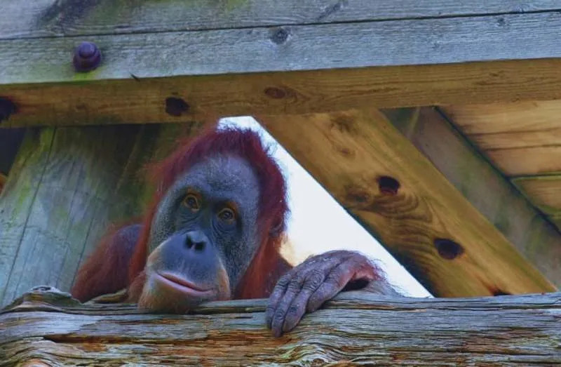Novo otkriće na Sinaju: fosil koji preispituje poreklo majmuna — Masripithecus moghraensis