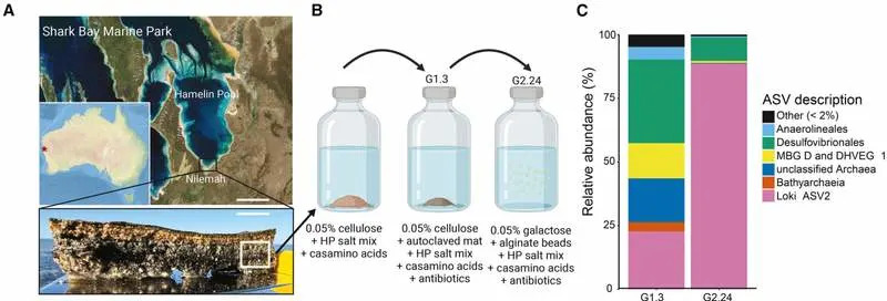 Novo otkriće u Shark Bayu: Arheon iz grupe Asgard otkriva vezu koja može objasniti poreklo složenih ćelija