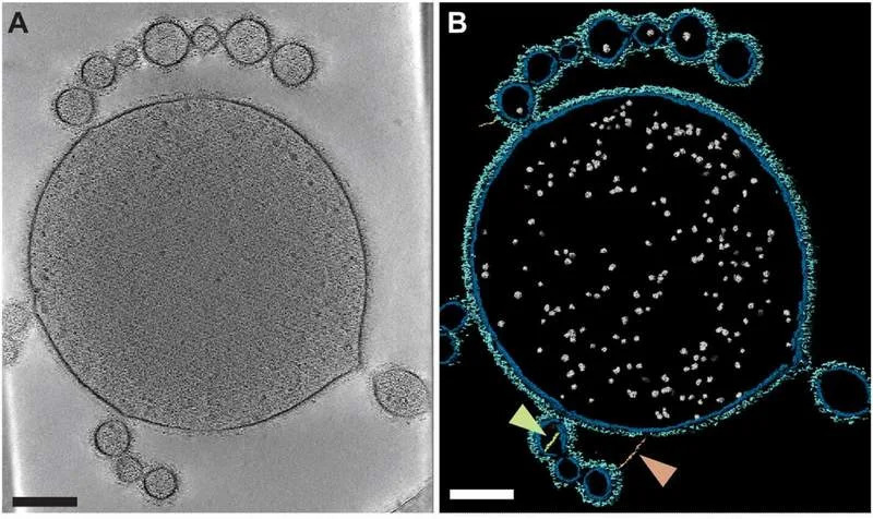 Novo otkriće u Shark Bayu: Arheon iz grupe Asgard otkriva vezu koja može objasniti poreklo složenih ćelija