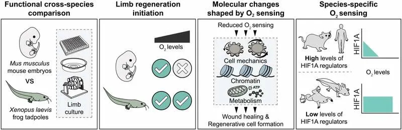 Kiseonik Kao Okidač Regeneracije: Zašto Neki Udi Zarastaju u Ožiljak, a Drugi Se Ponovo Grade