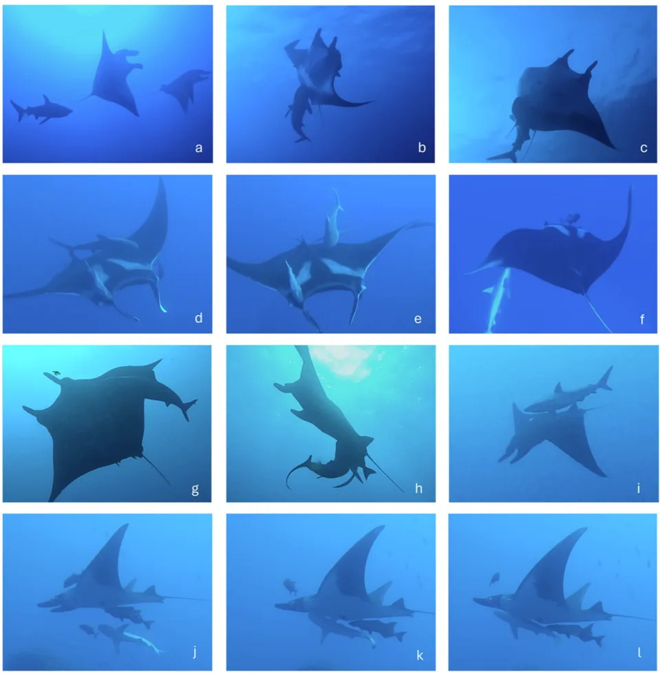 Neočekivano Ponašanje: Galápagos Ajkule Se Trljaju O Okeanske Mante U Revillagigedu