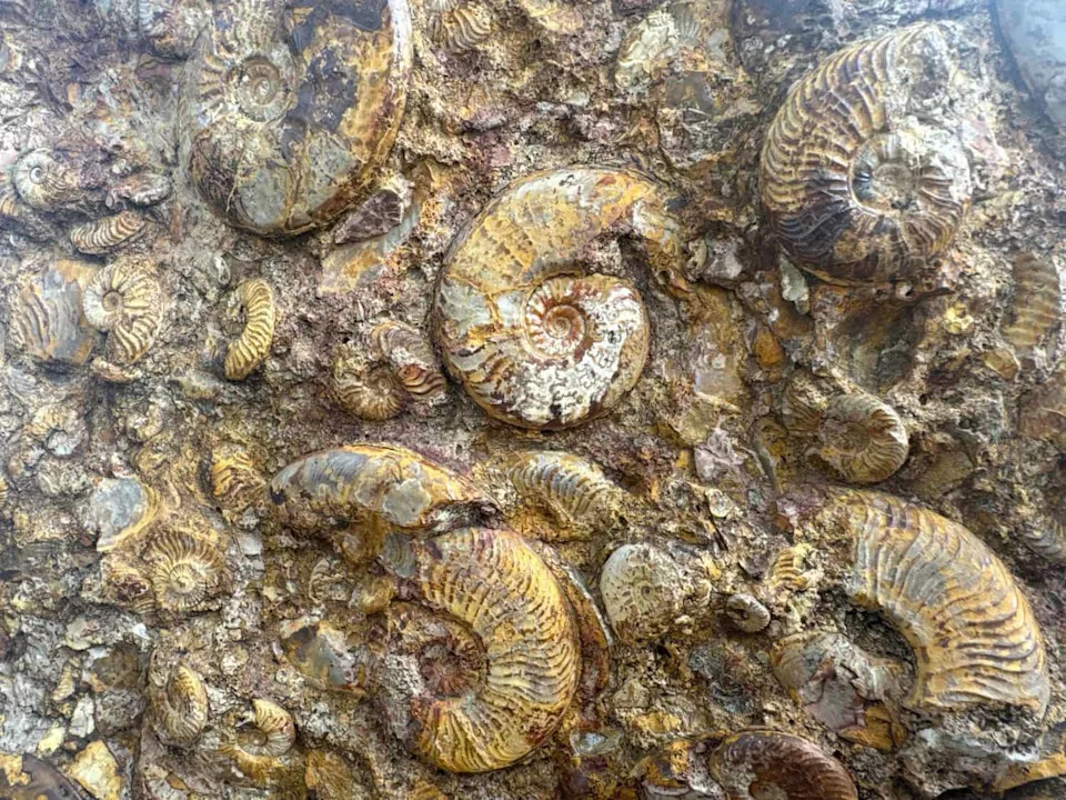 Fosil Koji Je Smatran Najstarijom Hobotnicom Otkriven Kao Rođak Nautilusa — Skriveni Zubi Su Razrešili Zagonetku