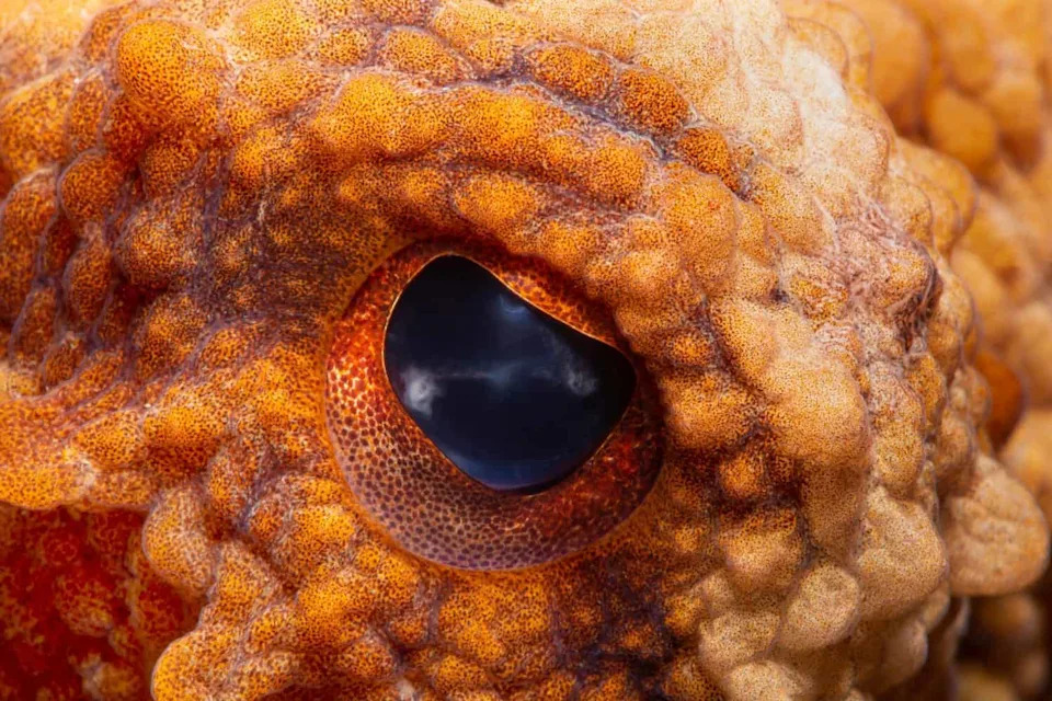 Fosil Koji Je Smatran Najstarijom Hobotnicom Otkriven Kao Rođak Nautilusa — Skriveni Zubi Su Razrešili Zagonetku