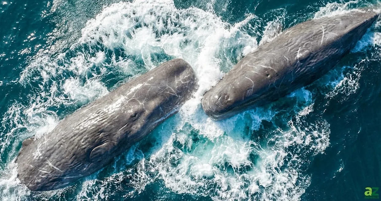 Photo: crbcnews.com First-Ever Drone Footage Captures Sperm Whales Headbutting — New Insights From 2020–2022 Observations