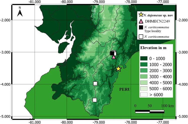 Nova staklena žaba <i>Nymphargus dajomesae</i> nazvana u čast olimpijske šampionke Neisi Dajomes