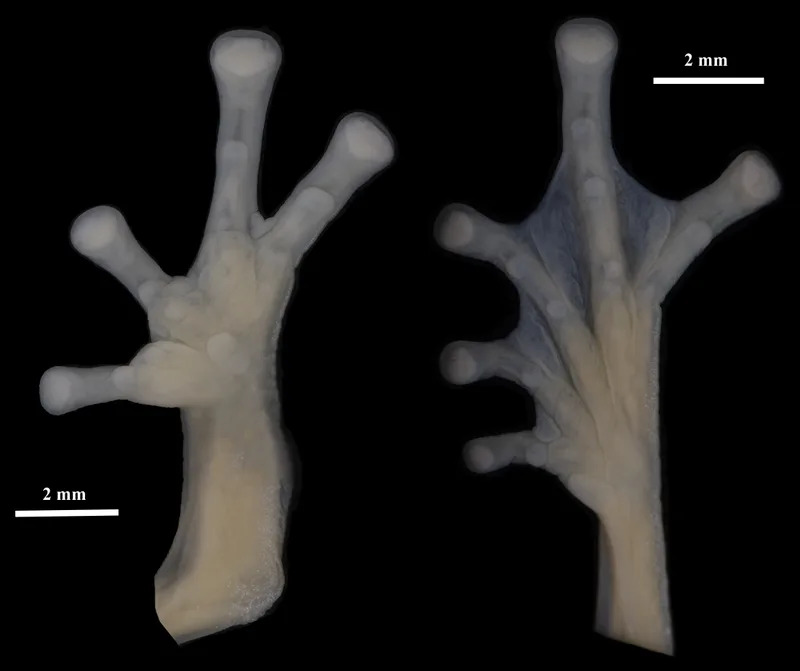 Nova staklena žaba <i>Nymphargus dajomesae</i> nazvana u čast olimpijske šampionke Neisi Dajomes