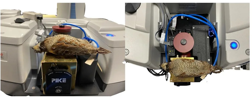 Perje Ptice Isijava Toplotu Ka Svemiru — Kako Ptice Hlade Telo i Šta Inženjeri Mogu Naučiti