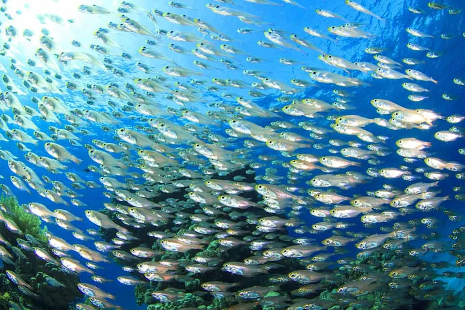 Kako zlatna sweeper riba svetli bez sopstvenih gena — trik ukradene luciferaze