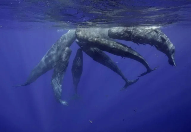 Klikovi glavate kita pokazuju obrasce slične ljudskom govoru