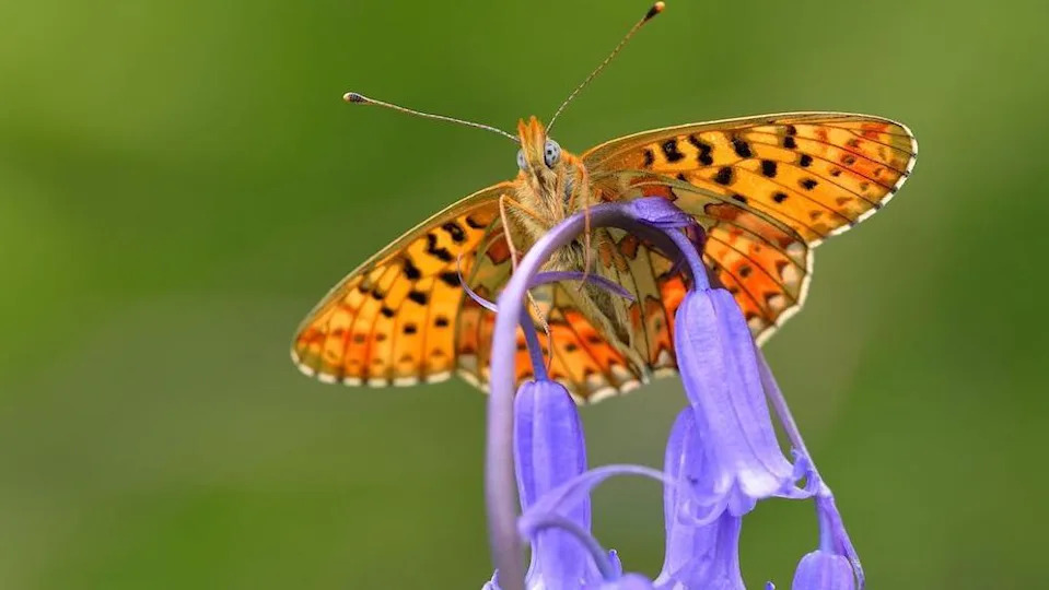 Broj leptira opada — 5 vrsta koje biste mogli češće videti u Britaniji