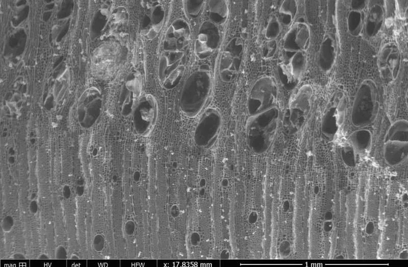 Drevni ugalj iz Izraela otkriva plansku upotrebu vatre ranih ljudi pre ~780.000 godina