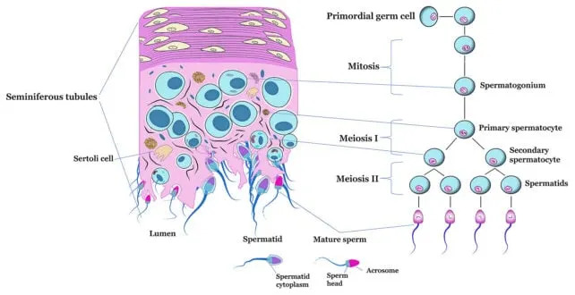 Preokret u muškoj kontracepciji: nehormonalni lek JQ1 privremeno zaustavlja spermatogenezu kod miševa