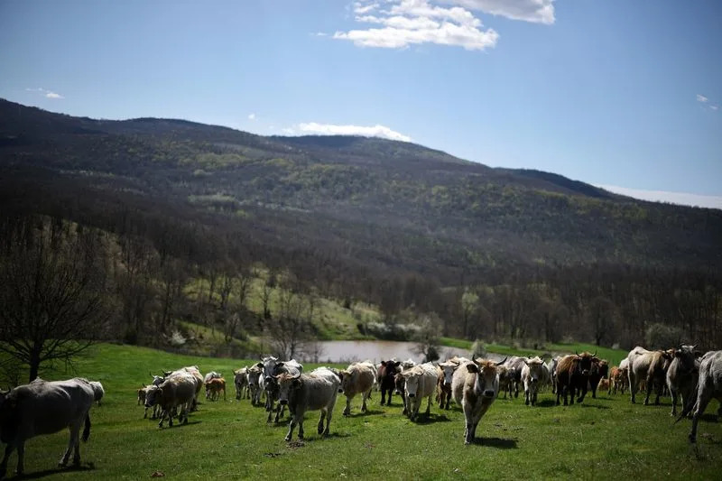 Rumen Radev Predvodi Ankete Na Protikorupcijskoj Platformi — Da Li Će Promeniti Bugarsku?