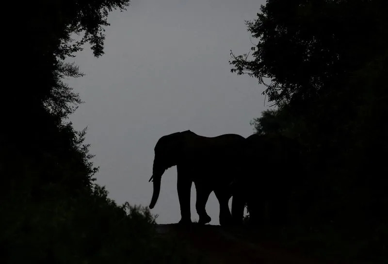 Genetski alarm za izolovane afričke slonove: studija otkriva inbrednost i štetne mutacije