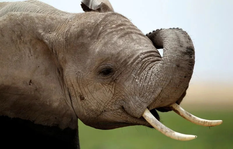Genetski alarm za izolovane afričke slonove: studija otkriva inbrednost i štetne mutacije