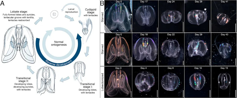 Meduza Koja Se Vraća U Dete: Kako Mnemiopsis leidyi 'Dejuni' Otvara Nova Pitanja O Starenju
