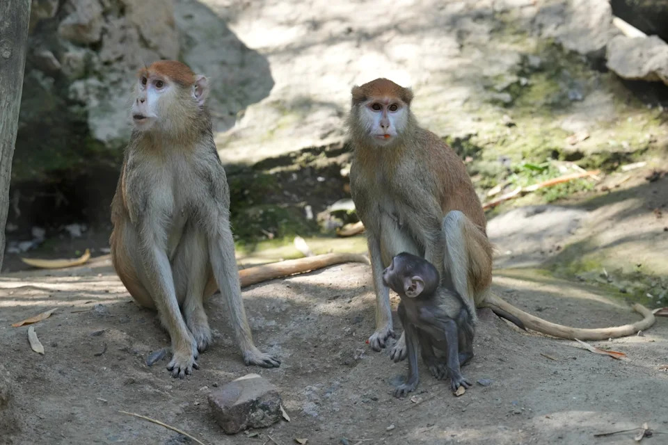 Yuji — beba patas majmun koja nalazi utehu u plišanom psu nakon odbacivanja majke