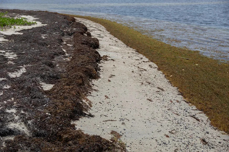 Masovni Sargassum Na Atlantskim Plažama Potekao Iz Gvinejskog Zaliva, Otkriva Novo Istraživanje