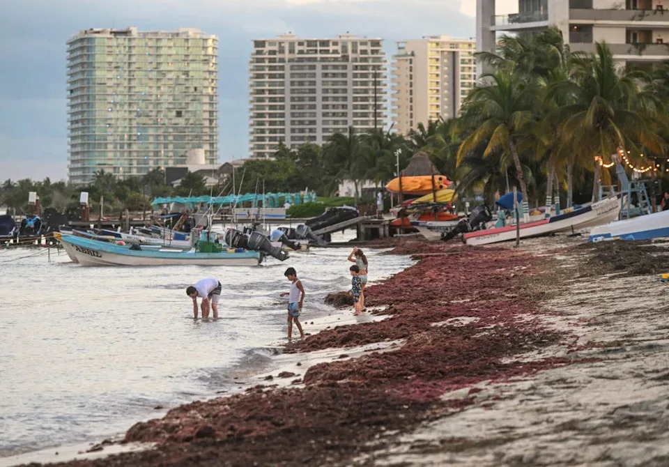 Masovni Sargassum Na Atlantskim Plažama Potekao Iz Gvinejskog Zaliva, Otkriva Novo Istraživanje