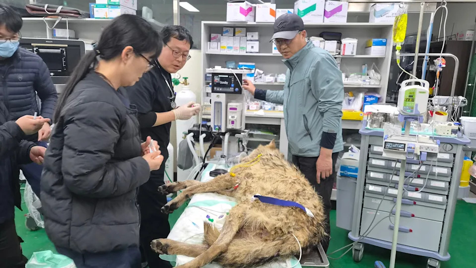 Escaped Wolf Neukgu Safely Recaptured After Nine-Day Search; Zoo Begins Recovery And Security Review