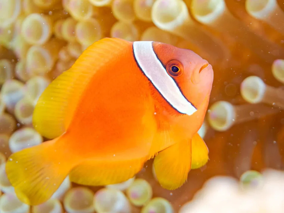 Zašto mlade tomato klovn-ribe gube bele pruge? Društveni pritisak i hormoni objašnjavaju