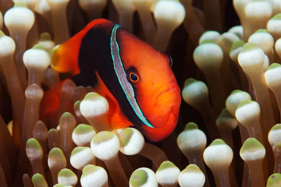 Zašto mlade tomato klovn-ribe gube bele pruge? Društveni pritisak i hormoni objašnjavaju