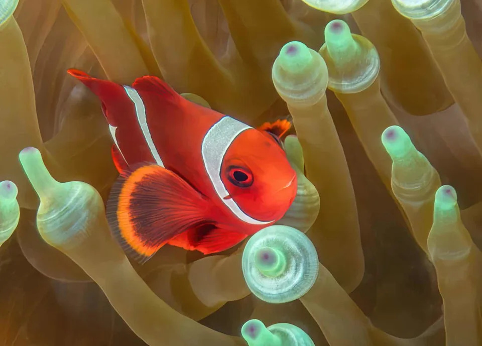 Zašto mlade tomato klovn-ribe gube bele pruge? Društveni pritisak i hormoni objašnjavaju