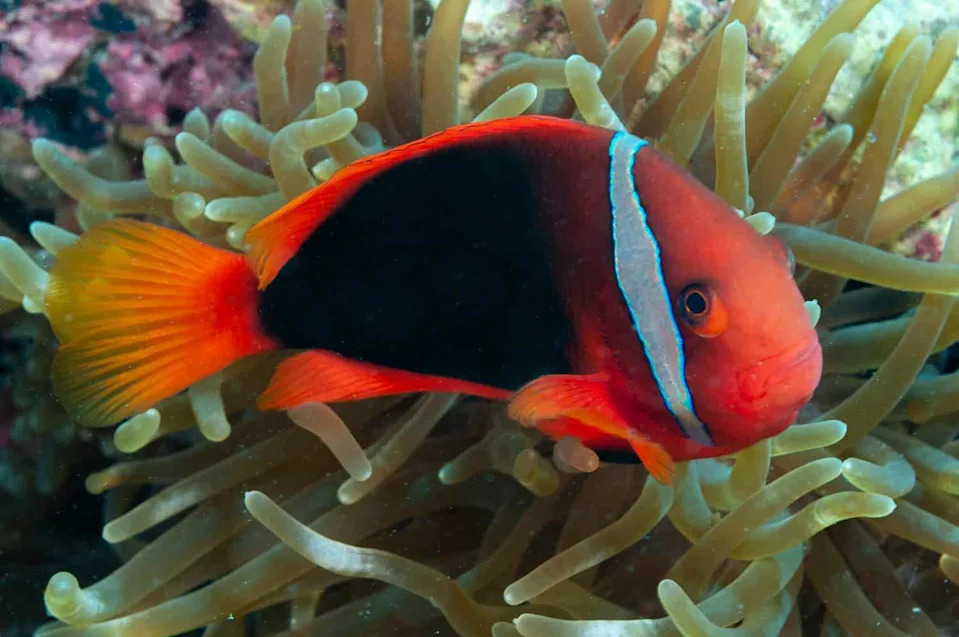 Zašto mlade tomato klovn-ribe gube bele pruge? Društveni pritisak i hormoni objašnjavaju