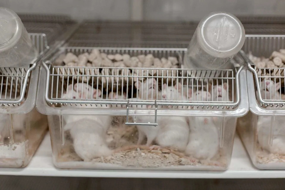 Etika i budućnost testiranja na životinjama: Kako nove tehnologije menjaju medicinu