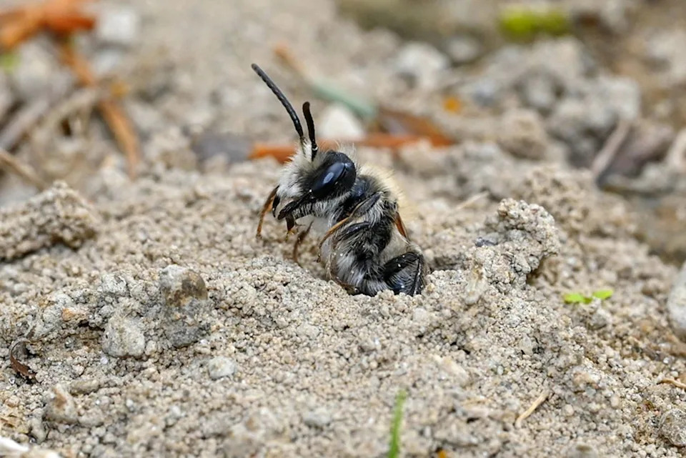 Otkriveno 5,56 Miliona Zemljanih Pčela Ispod Groblja U Itaki — Jedna Od Najvećih Agregacija Ikada