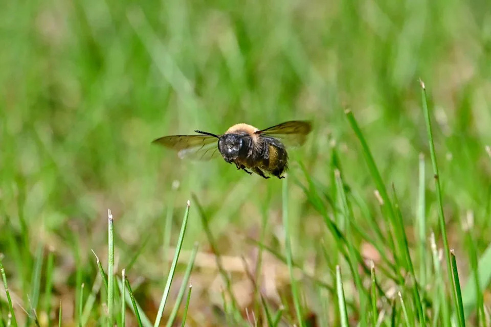 Otkriveno 5,56 Miliona Zemljanih Pčela Ispod Groblja U Itaki — Jedna Od Najvećih Agregacija Ikada