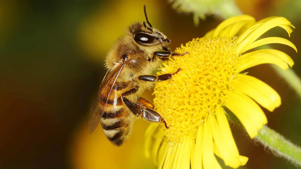 Zašto pčele izlaze sve ranije — šta to znači za vašu baštu i šta možete da uradite