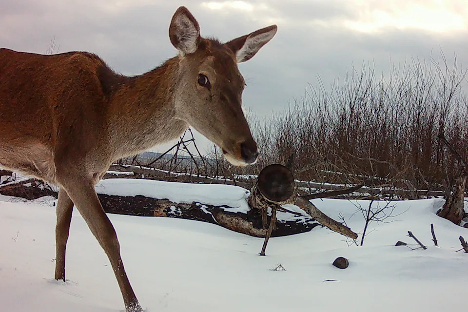 Priroda Pobeđuje u Černobilju: Prževaljski Konji i Povratak Divljih Životinja
