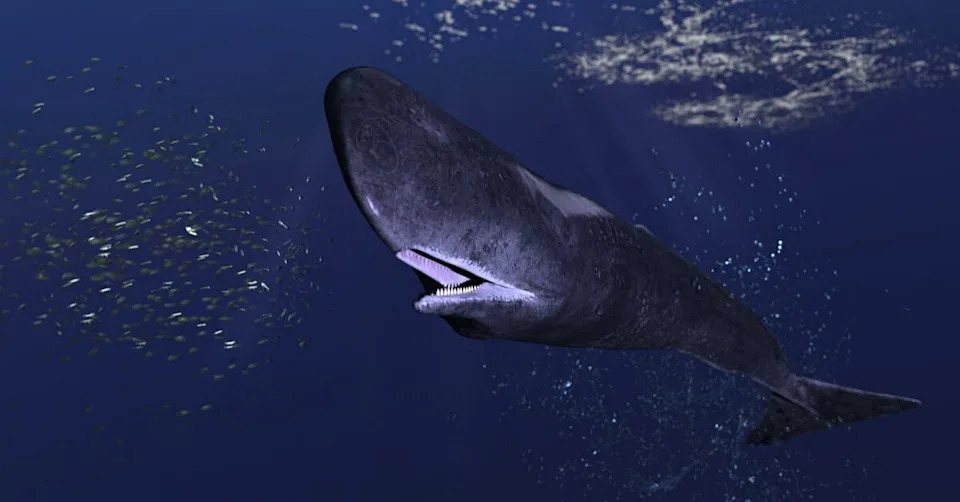 Project Ceti Otkriva: Glavati Kitovi Koriste Složen 