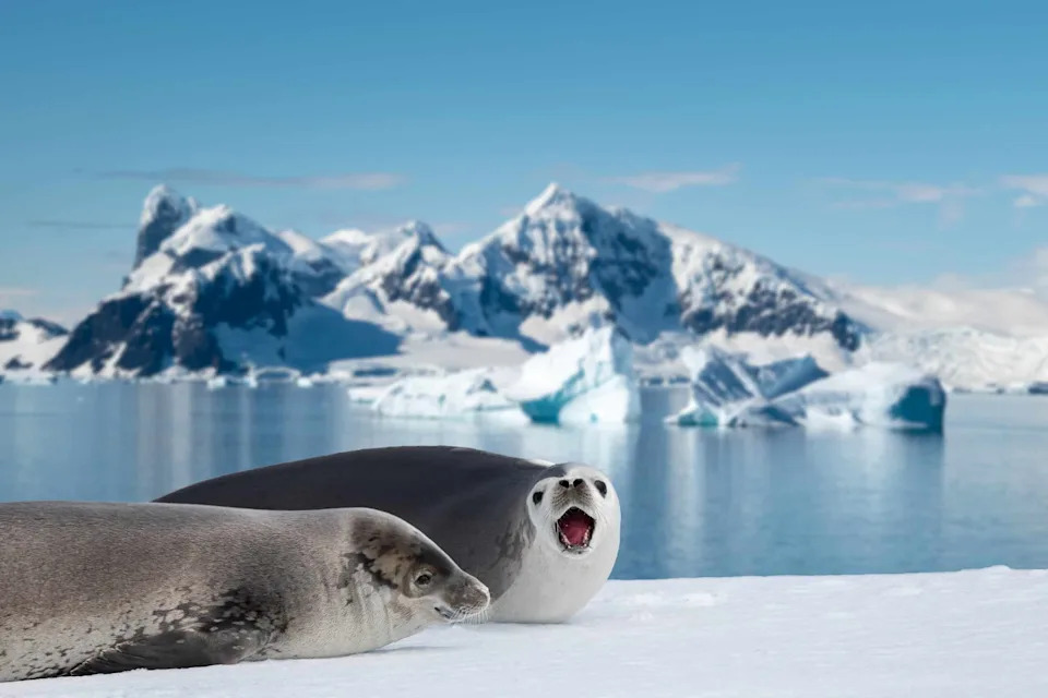 Antarktička foka koja peva kao sintisajzer — Weddell foke otkrivaju skriveni ultrazvučni svet