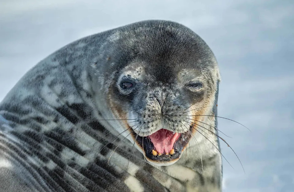 Antarktička foka koja peva kao sintisajzer — Weddell foke otkrivaju skriveni ultrazvučni svet