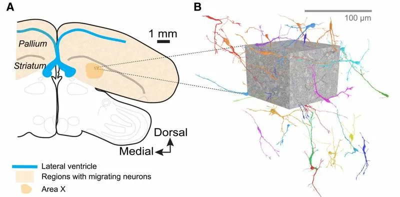 Neuroni zebrastog finka „prave tunele“ kroz mozak — novo otkriće o odrasloj neurogenezi