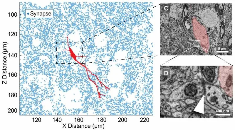 Neuroni zebrastog finka „prave tunele“ kroz mozak — novo otkriće o odrasloj neurogenezi