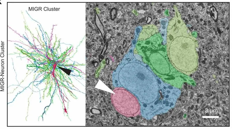 Neuroni zebrastog finka „prave tunele“ kroz mozak — novo otkriće o odrasloj neurogenezi