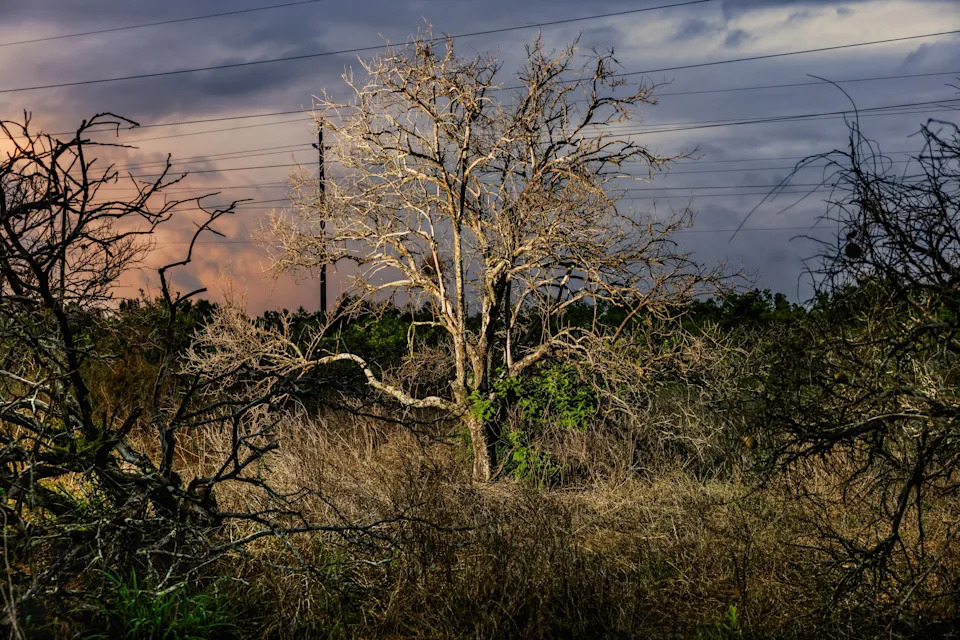 The Orange That Built Florida Is Dying — How HLB, Hurricanes and Development Collapsed the Citrus Industry