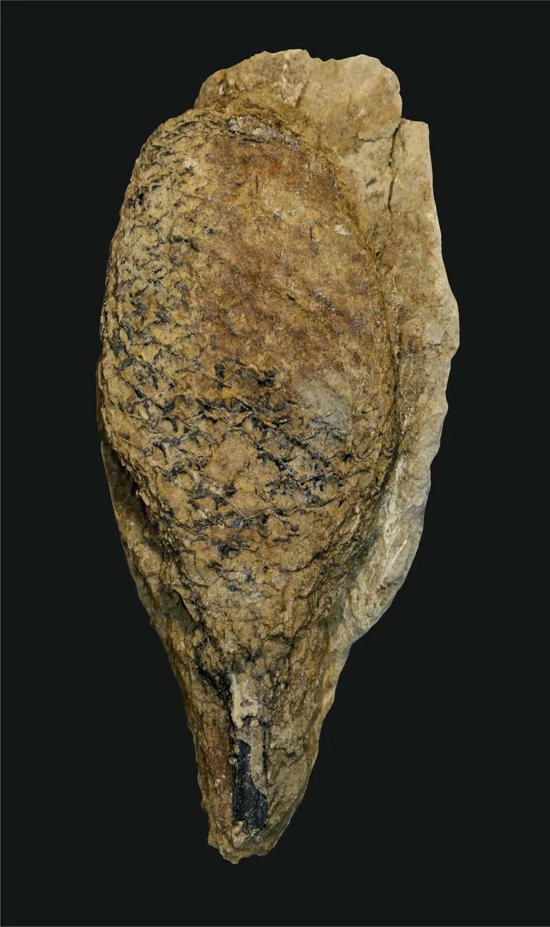 Kako su primitivne biljke preživele 