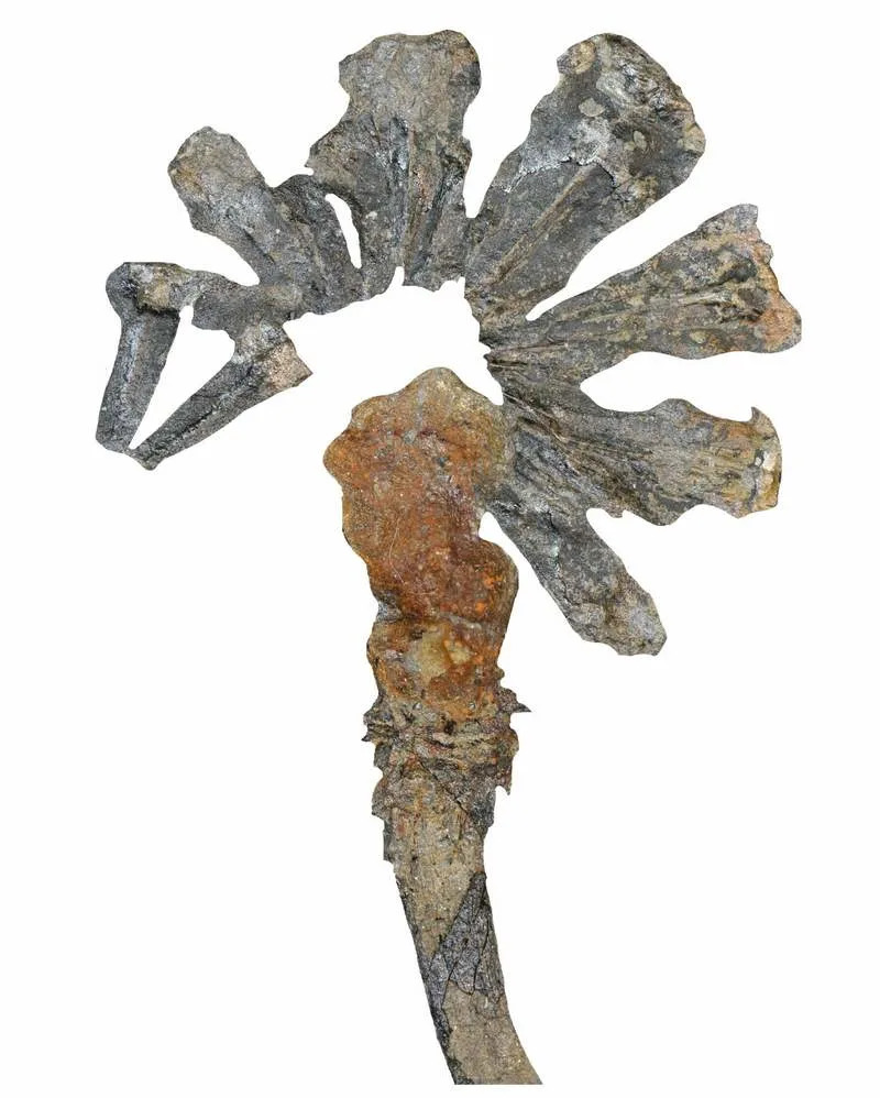 Kako su primitivne biljke preživele 