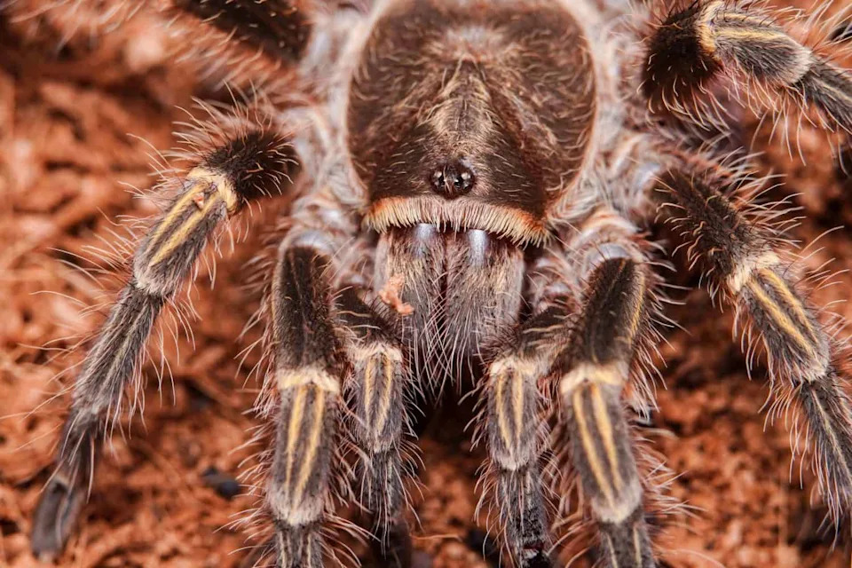 Da Li Tarantule Pamte Put Kući? Terenska Istraživanja Pokazuju Da Je To Moguće