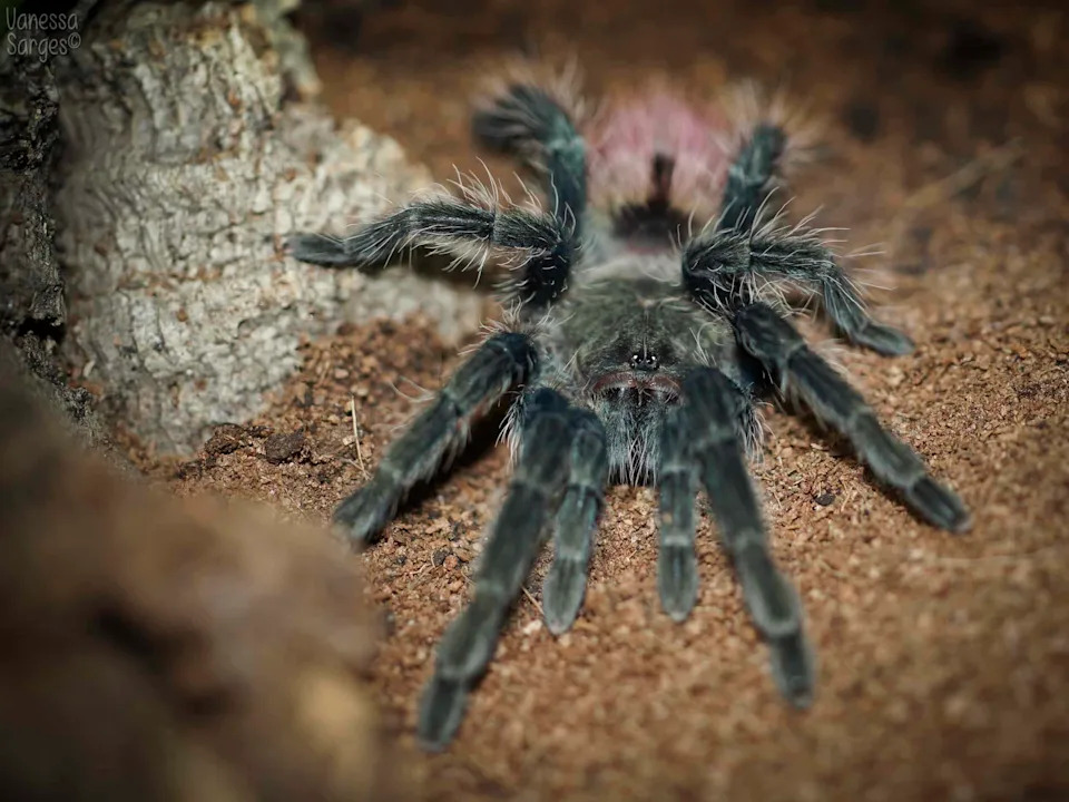Da Li Tarantule Pamte Put Kući? Terenska Istraživanja Pokazuju Da Je To Moguće