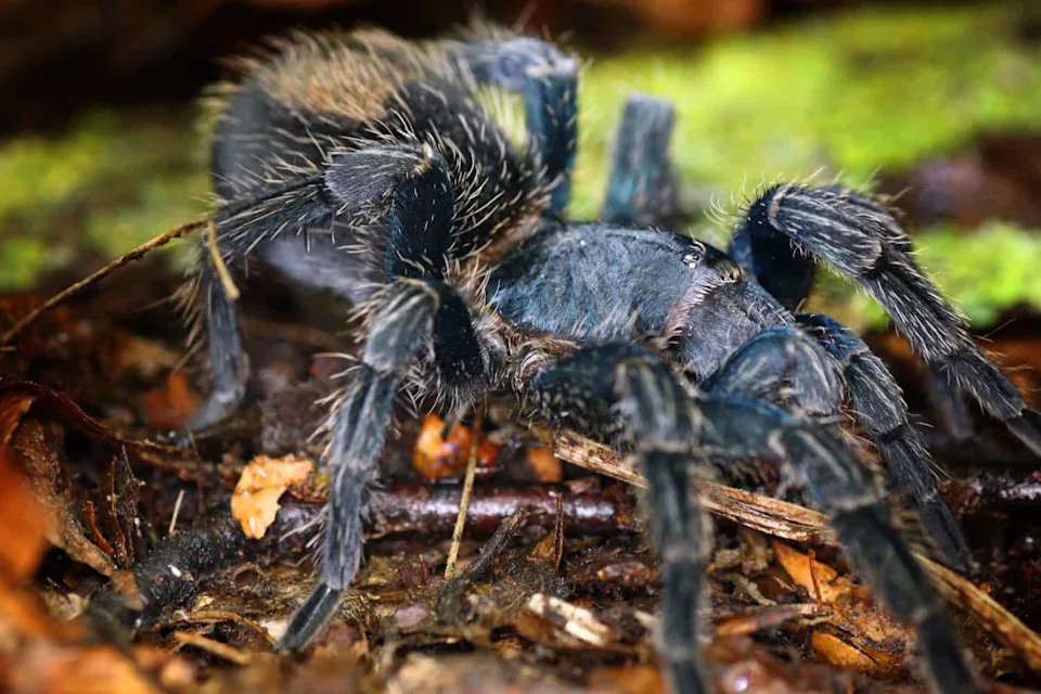 Da Li Tarantule Pamte Put Kući? Terenska Istraživanja Pokazuju Da Je To Moguće