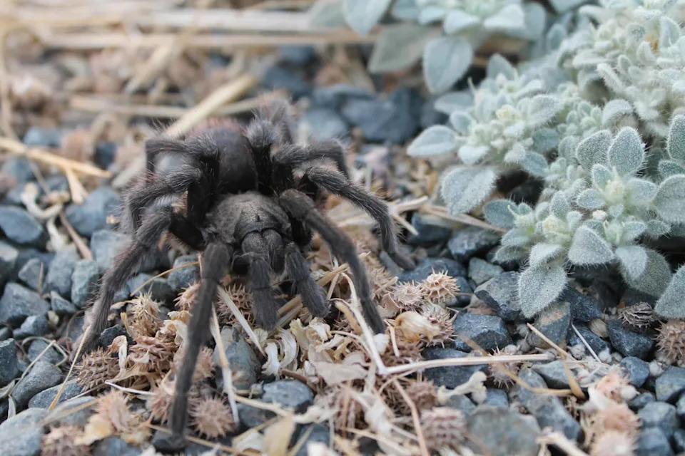 Da Li Tarantule Pamte Put Kući? Terenska Istraživanja Pokazuju Da Je To Moguće