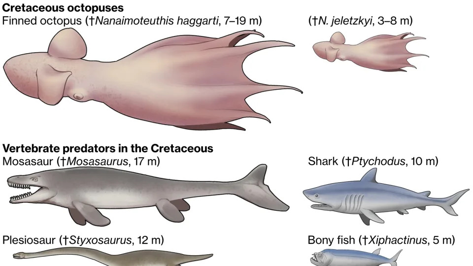 Otkriće: Divovske hobotnice (7–19 m) mogle su biti vrhunski predatori u morima krede