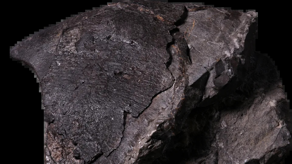 Otkriće: Divovske hobotnice (7–19 m) mogle su biti vrhunski predatori u morima krede