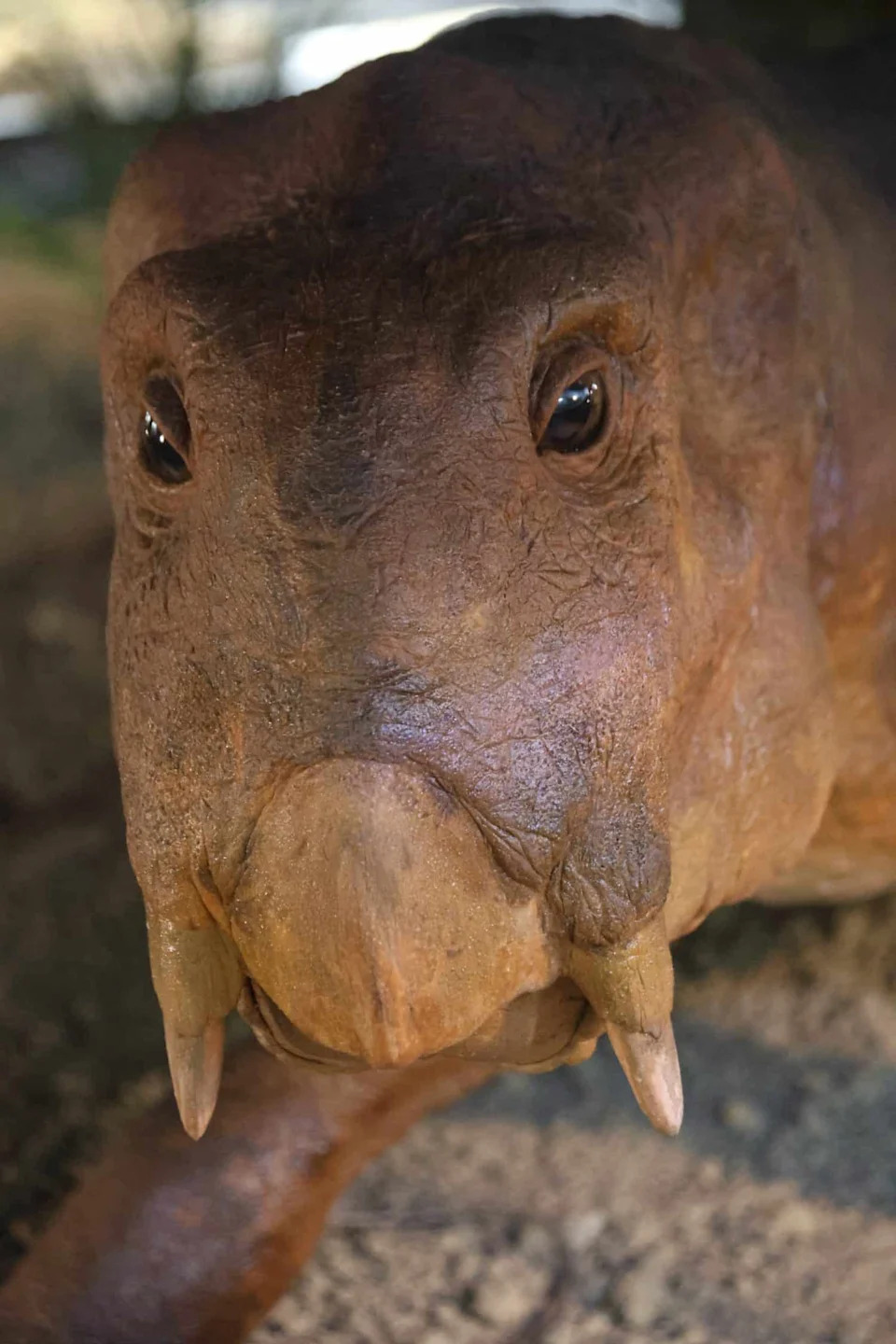 Skriveno 18 Godina — Rendgenski Snimak Otkrio Jaje Pretka Sisara (Lystrosaurus)