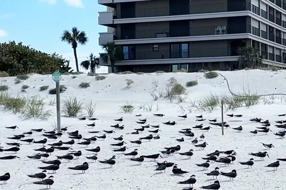 Hundreds of Toxic Mothballs Found on St. Pete Beach Days Before Black Skimmer Nesting